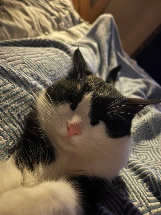 Котик безкоштовно