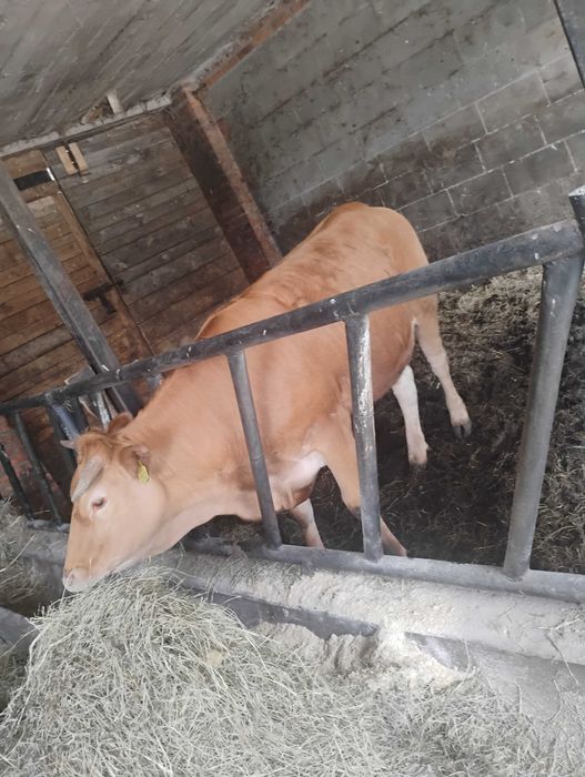 Jałówki  Limuze do Dalszego Chowu