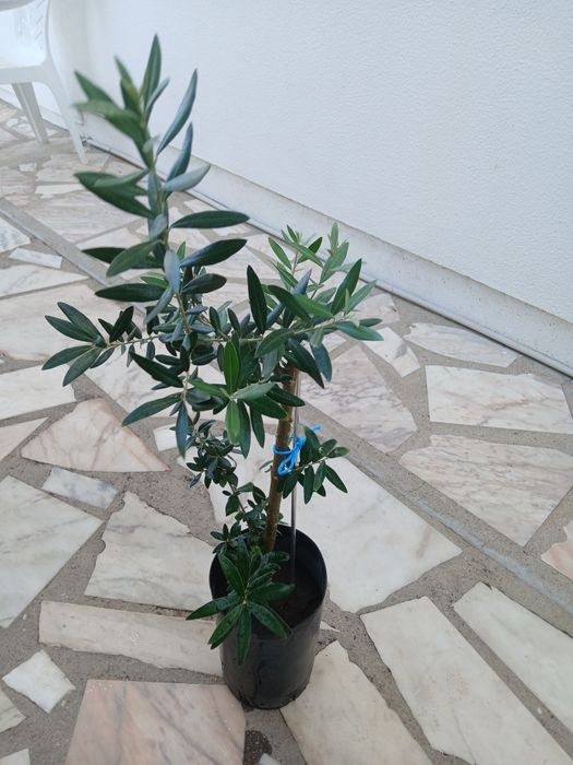 Oliveiras galegas, ja adubadas e prontas para por na terra.