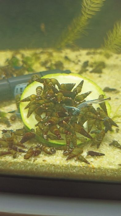 Trumpet Snails, Physas, and Planorbis