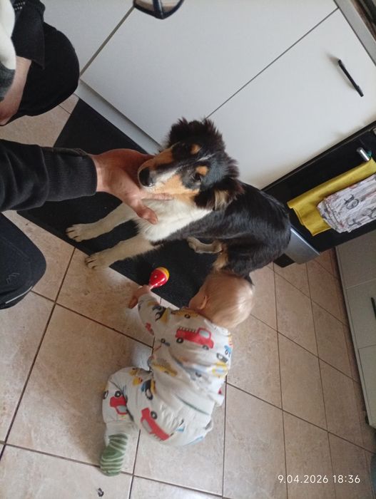 Owczarek szkocki collie