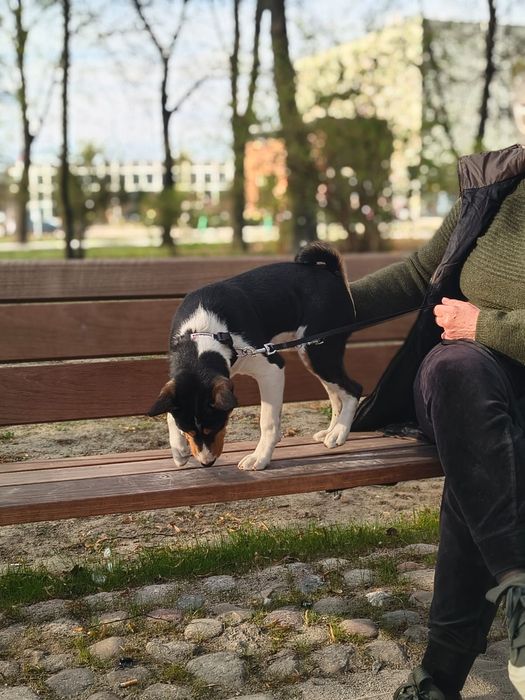 Basenji szczenię FCI