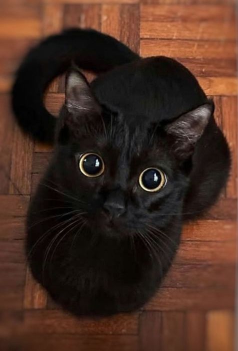 Salem i Imbir szukają miłości :)