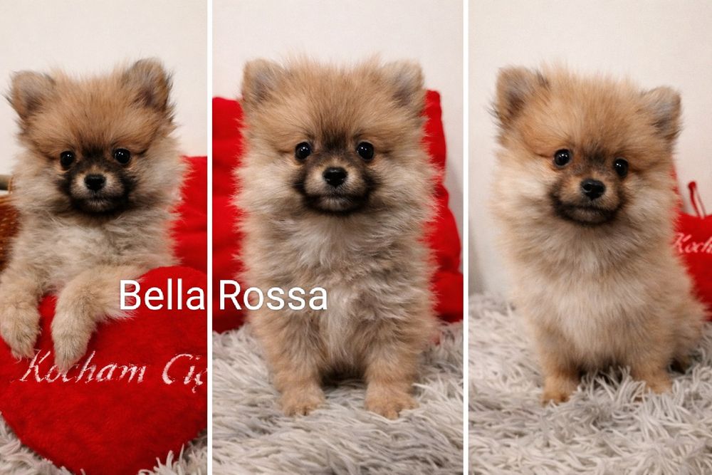 Szpic miniaturowy suczki XS