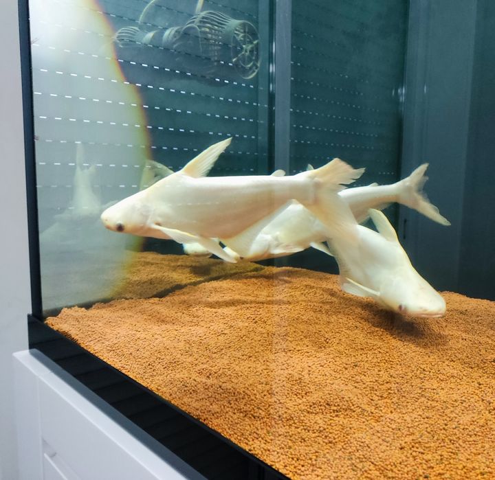 Pangasius Sutchi (Albino + Azuis)