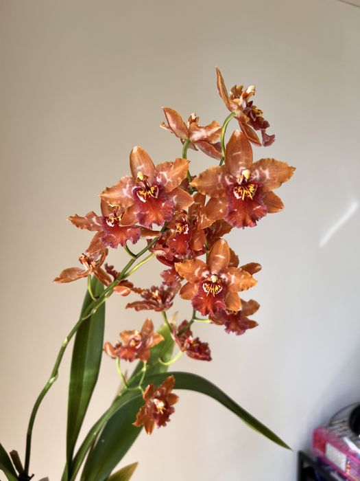 Орхідея камбрія Odontioda mix, з новим ростом