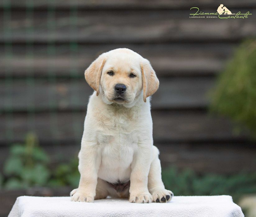 Цуценята лабрадора з яскравою зовнішністю