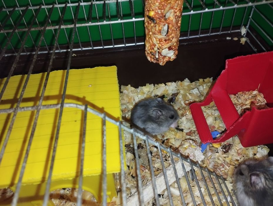 Подарую хом'ячків