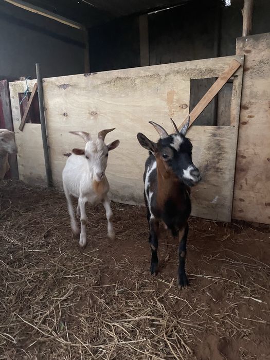 Casal de cabras anas