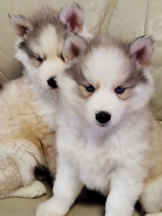 Siberian Husky suczka tel.-5.7.5.3.0.2.0.3.9.