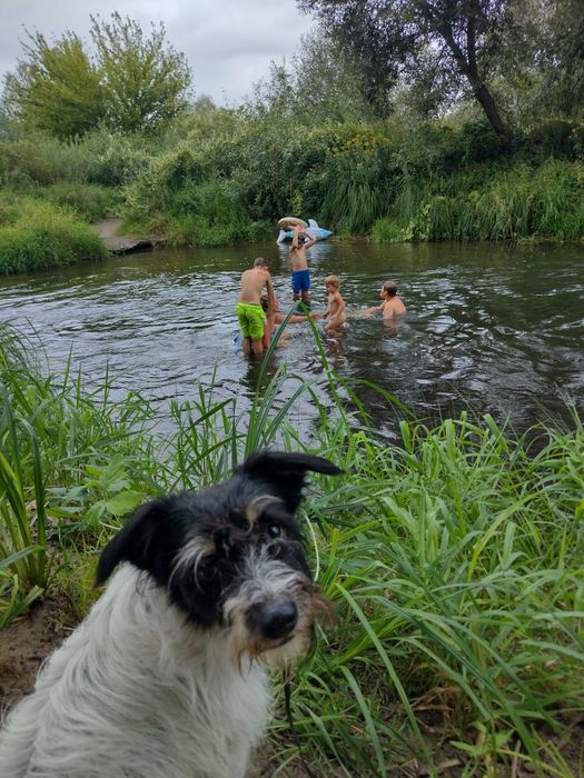 Zaginął pies. Manasterz gmina Wiązownica, województwo podkarpackie.