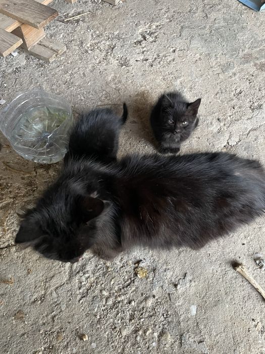 2 gatinhos peludinhos pretos para adotar com 2 meses