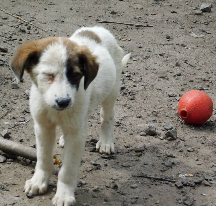 Прилаштовується у добрі руки