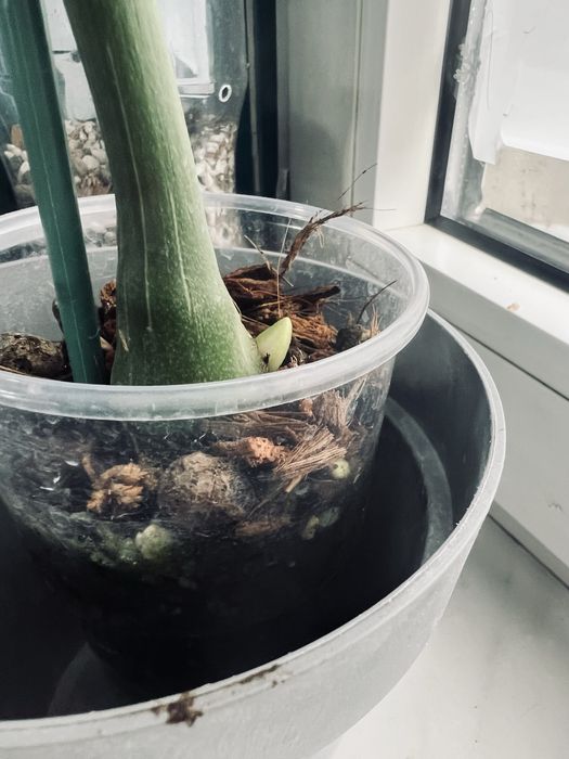 Monstera Thai Constelation