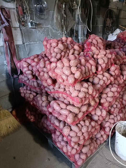 Ziemniaki jadalne  żółte prosto z pola 20gr