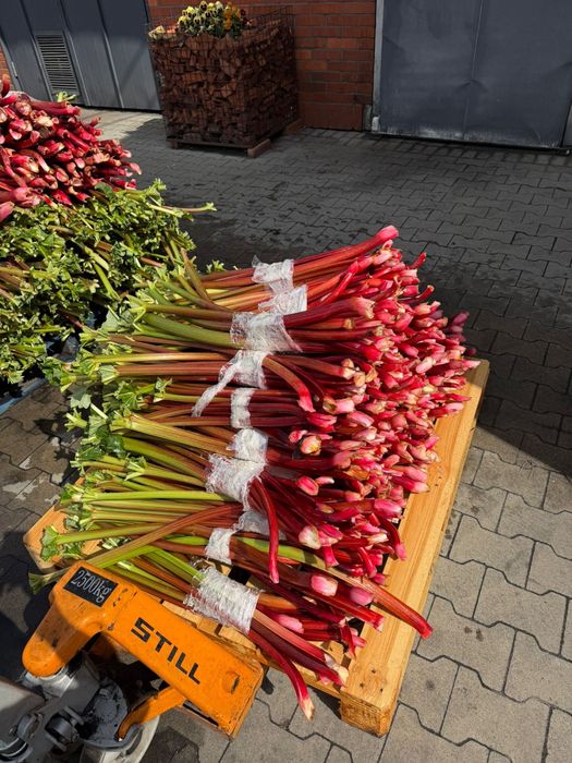 Rabarbar malinowy ekologiczny krotki i dlugi  duza ilosc