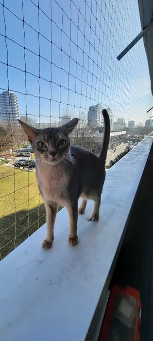 Montaż siatki dla kota, na gołębie balkon kolce Sprzątanie balkonu