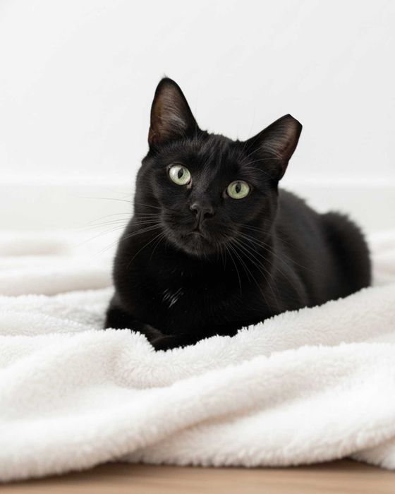 Setúbal / Margem Sul — LINDA, gatinha para adoção