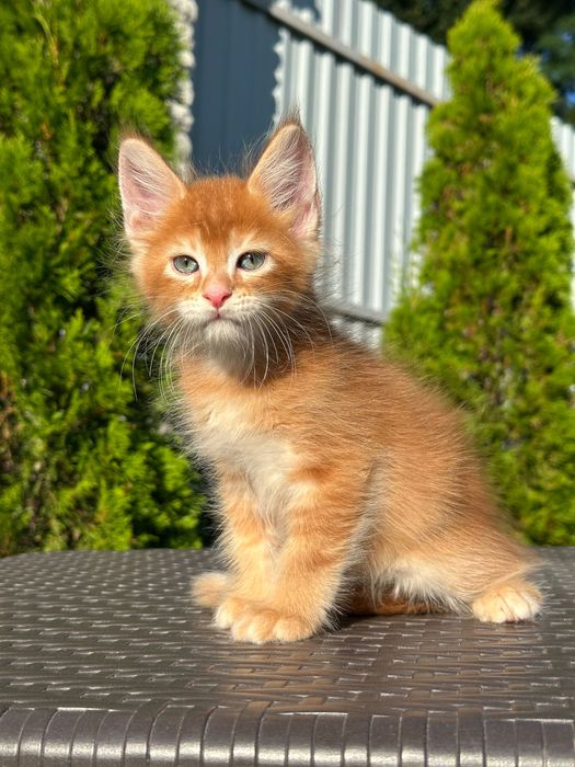 Leonardo-Kocurek Maine Coon