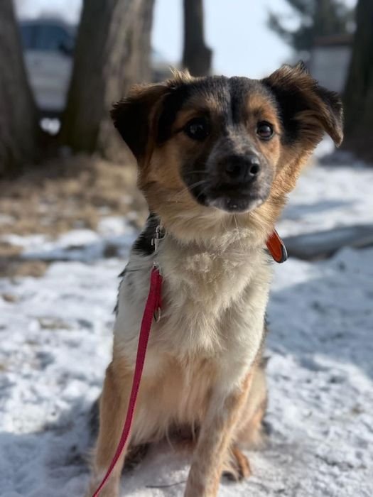 Grzeczny, roczny Peper w poszukiwaniu domu
