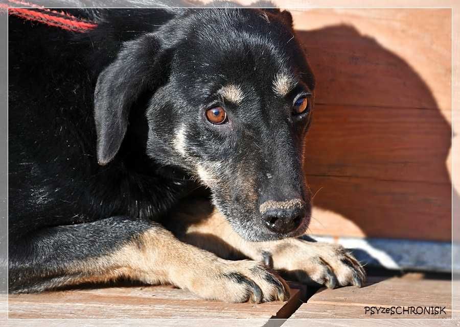 Samson - tak bardzo chce zostać Twoim Przyjacielem