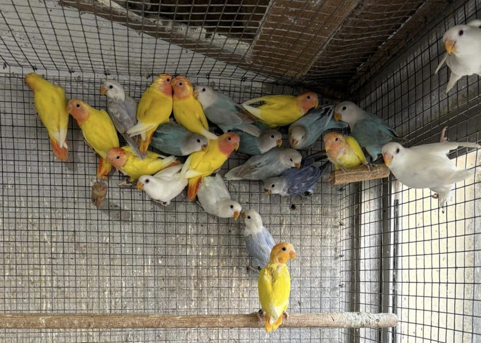 Agapornis Roseicollis de 2025