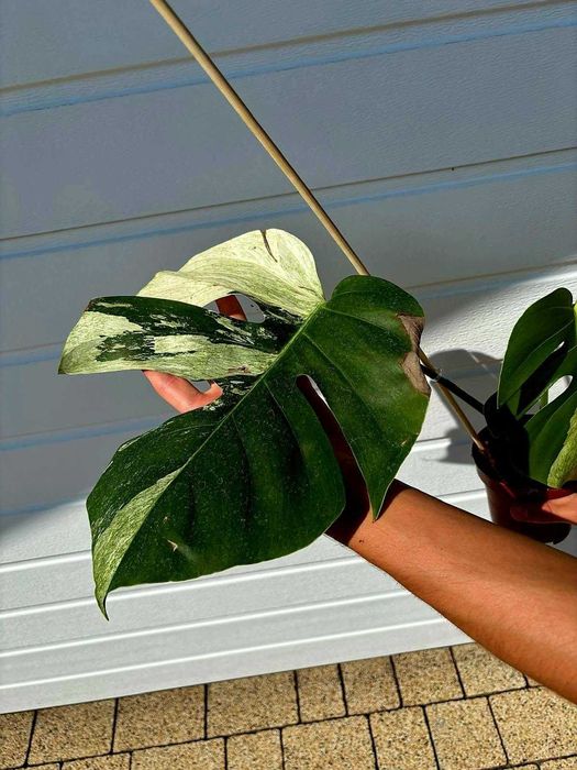 Monstera Jungle mint - Szczyt