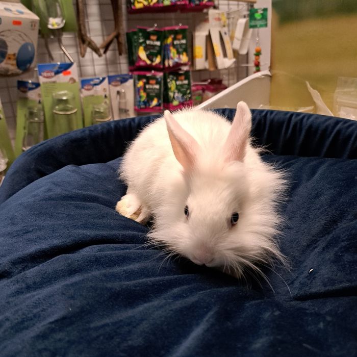 Królik Teddy w sklepie GRUBY KOCUR