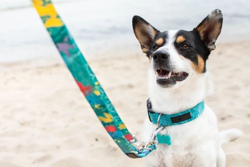 Smycz  obroża półzaciskowa charcia wakacje wzór morski  wakacyjny