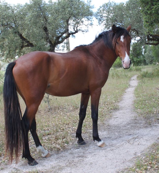 Cavalo Puro Sangue Lusitano - Excelente genealogia, temperamento e andamentos