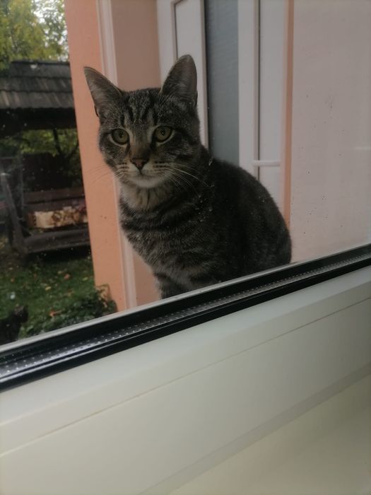 Котики в добрі руки
