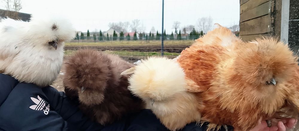 Jaja lęgowe silki jedwabistej usa jajka lęgowe silka satynowa lokowana