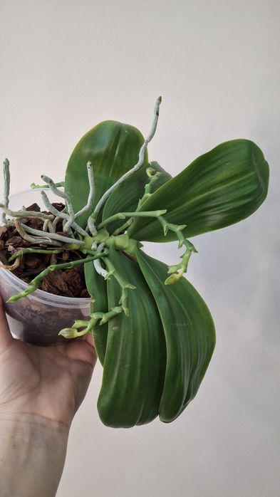 Орхідея фаленопсіс Yavanica x LD'S King