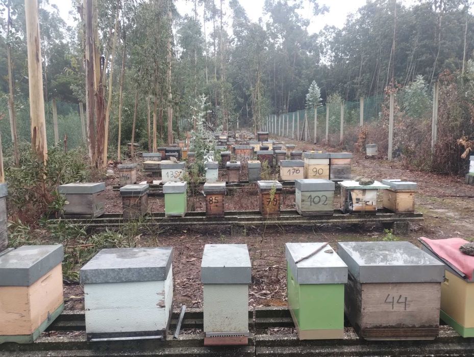 Enxames de Abelhas Prontos a Mudar