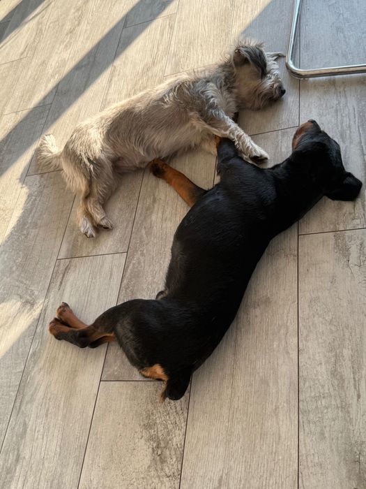 Młody terier Gamoń