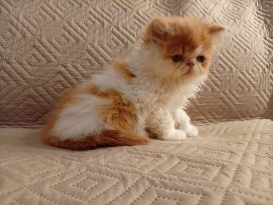 Persa menino fofo