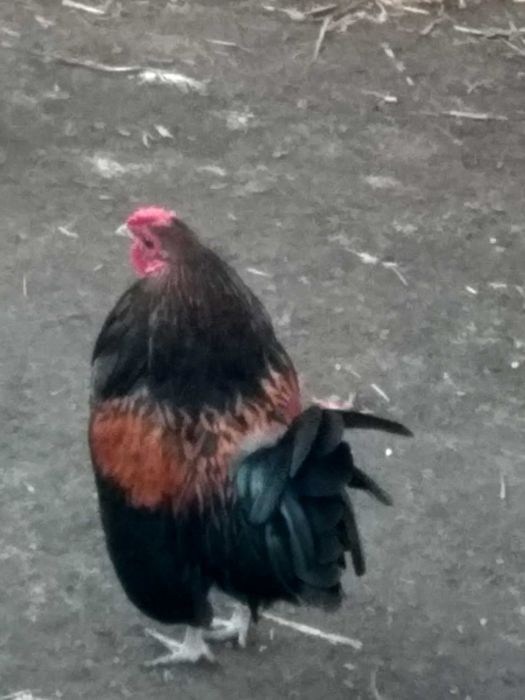 Продам декоративних півників,курочку