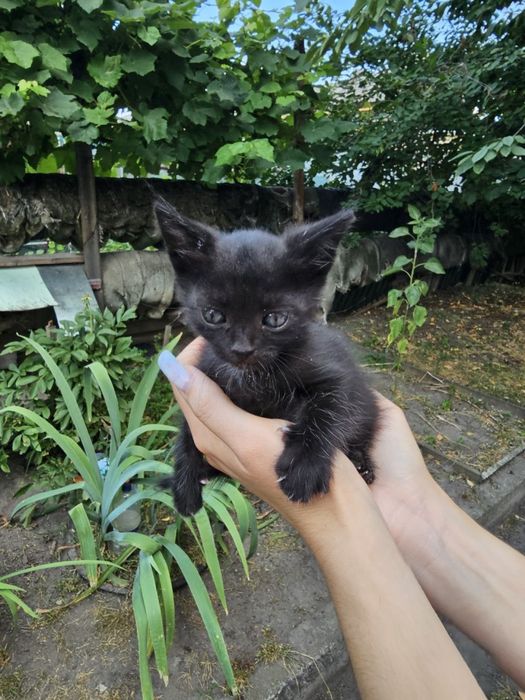 Котик, кошеня, кіт