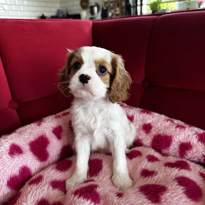 Cavalier King Charles Spaniel Suczka