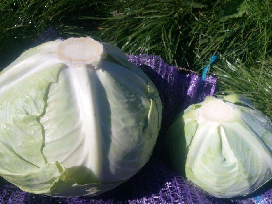 Капуста для Квашеня