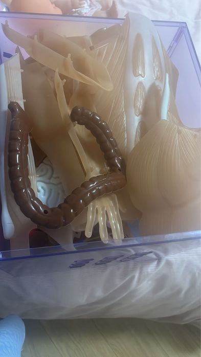 Vende se esqueleto  , da coleção nacional geographic.