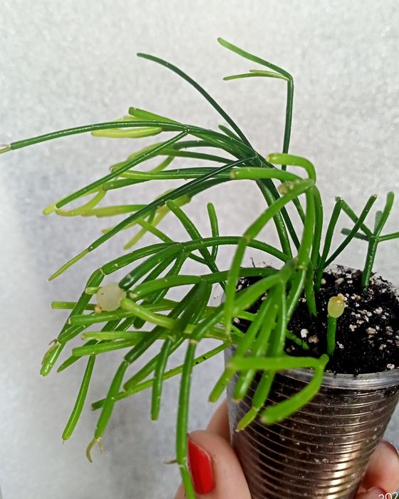 Рипсалис Cassutha .