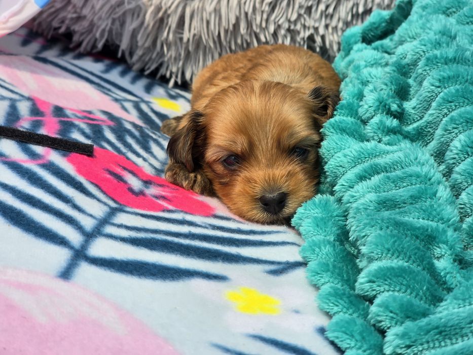 Hawańczyk hawańczyki havanese