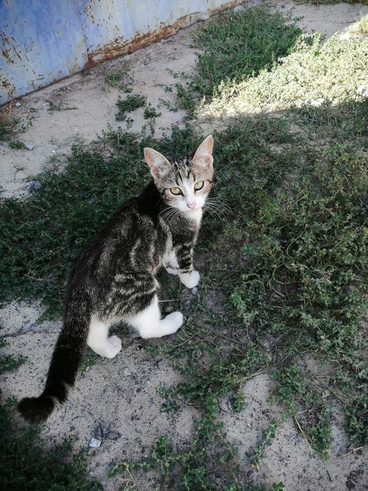 Котята. Отдам. Дніпро