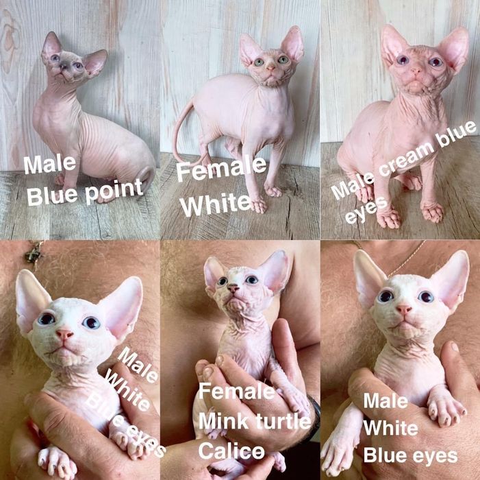 Котята куклята