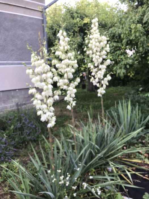 Папороть "Страусине перо",іриси ,хости, самшит, туї, юки, лаванди