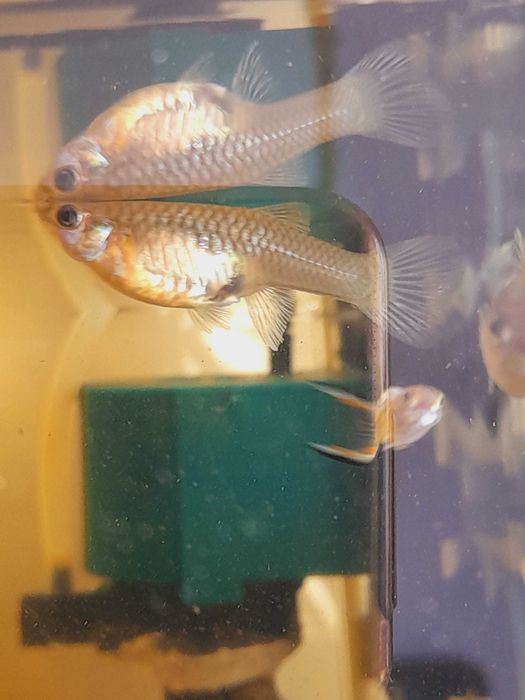 Gupiki Edlera edlerki