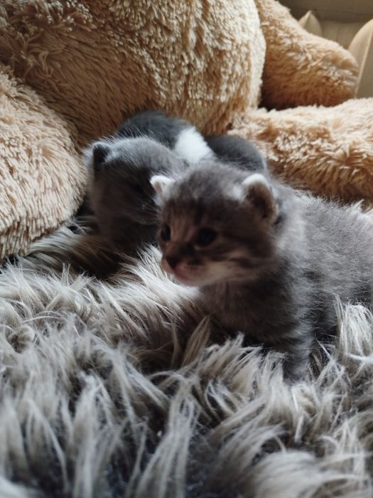 Кошенята в добрі руки