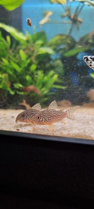 Kirysek sterby/ sterbai/corydoras sterbai