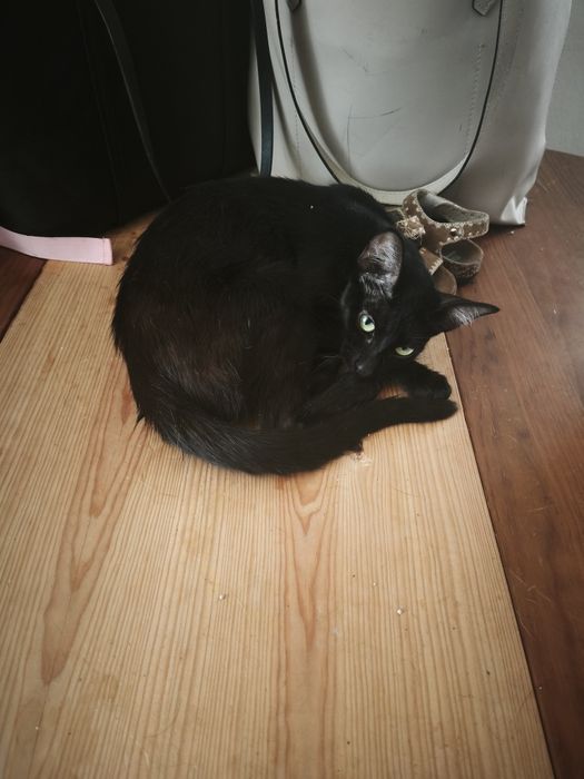 Gatos para adoção